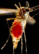 Image of Zika continues to spread across the United States (James Gathany/CDC).