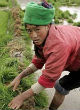 Image of Financially struggling farmers and the unemployed have turned to the drug trade to survive (EPA).