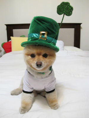 How do YOU celebrate St. Patrick's Day (Sammy and the City)?