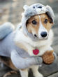Image of Dogs are man's best friend - and sometimes they're downright hilarious!