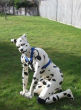 Image of 'Spot' is a 'human pup' to be featured in the new documentary (ZentaiSpot/Twitter).