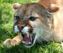 Image of The lion was eventually tracked and killed (American Expedition).