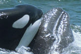 Image of Humpback whales fight orcas to the death.