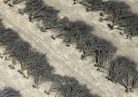 Image of Over 100 million trees have died (Lucy Nicholson/Reuters).