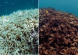 Image of What will happen to the world if the Great Barrier Reef dies?