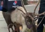 Image of Domino's has decided to use reindeer to deliver pizza this winter (Facebook/Twitter).