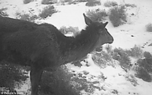The mythical horse deer does in fact exist after all.