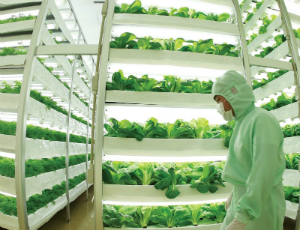 Vertical farms already exist on small scale, but their popularity is catching on and rapid expansion and development is expected within the next decade.
