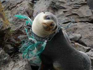 A seal is choked by plastic. As it grows, its circulation and breathing will be restricted, as well as its ability to hunt or escape diminished. For each animal we see, there are hundreds we never see to help.