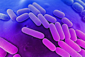 Klebsiella pneumoniae is a common bacteria found virtually everywhere. But at least one strain is resistant to all antibiotics.
