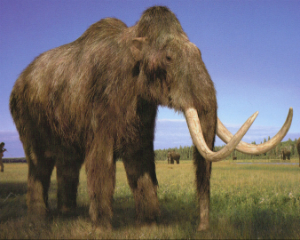 Will the woolly mammoth once again walk the earth?