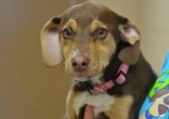 Image of Peanut didn't let her past affect her feelings toward humans (Delta Animal Shelter/Facebook).