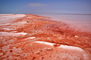 Red algae is still common, and can sometimes stain water the color of blood.