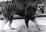 Image of The last known Tasmanian tiger died in captivity in 1936 - but could they still be alive?