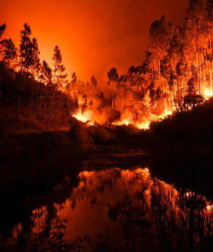At least 62 people have been killed in huge forest fires in the central part of Portugal Saturday and Sunday.