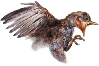 The bird as it would appear if it were removed from the amber.