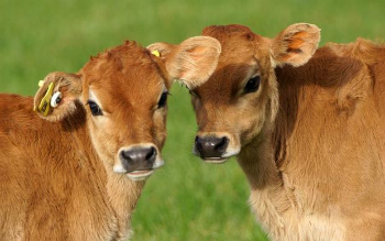 These calves are hopeful cultured meat arrives on store shelves soon, but most experts are doubtful.