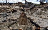 Image of The Rojas Family's homes were completely destroyed; all that remained was a statue of the Virgin Mary.