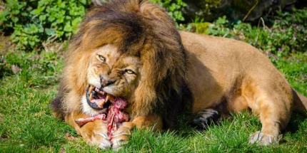 Lions will stalk and eat people if given the chance. To them, we are prey animals.