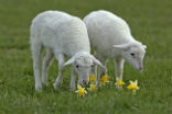 Image of St. Croix Sheep.