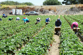 Image of Agriculture workers