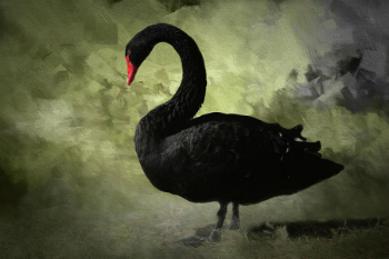 Image of In economics a 'black swan' is an unpredictable event which has potentially severe consequences. 