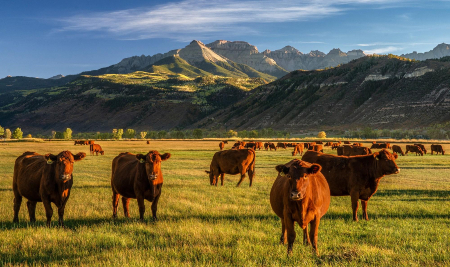 It isn't all the same! Pasture-raised beef has a number of important benefits, some don't know about. It isn't all the same! Pasture-raised beef has a number of important benefits, some don't know about.