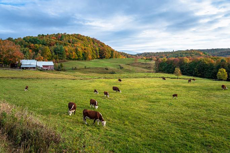 Is pastured beef really better? Is pastured beef really better?