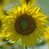 Image of Photo/Tom Lorsung