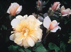 Image of STURDY AND SWEET - Certified EarthKind Roses, like the Perle D’Or, shown above, have been developed to thrive in Texas soil with a minimum of maintenance or chemical pesticides. (Courtesy P.A. Haring/American Rose Society)
<br>