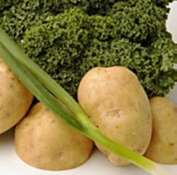 Image of COLCANNON DELIGHT - Everyone thinks of corned beef and cabbage on St. Patrick's Day, but this unique Irish dish made with potatoes and kale can become the hit of the meal.