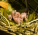 Image of One-day-old purple martins rest peacefully in one of Kent Kessler's many birdhouses at his home in Richmond, Kentucky, Friday, June 6, 2008. (Emily Spence/Lexington Herald-Leader/MCT)
