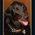 Image of Vinnie Here: Fanciful Conversations Between a Pastor and His Dog