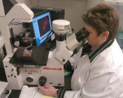 Image of (Pictured: Justin Cardinal Rigali) 'The comments of tens of thousands of Americans opposing the destruction of innocent human life for stem cell research were simply ignored in this process. Even comments filed by the Catholic bishops’ conference and others against specific abuses in the draft guidelines were not addressed.'