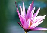 Image of World Day of Peace