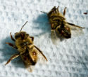 Image of Colony Collapse Disorder has killed half of the honeybees in the United States this year alone. 