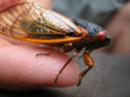 Image of They are even noisier than they are ugly, but this intimidating insect is otherwise harmless. 
