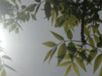 Image of Trees will certainly benefit from the CO2.