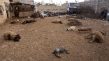 Image of Farm animals that died where they stood, are evidence that chemical weapons have been used in Syria.