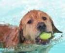 Image of Pets can also be endangered by extreme weather, but people often forget about them as they relax under their coolers. 