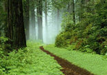 Image of Narrow Path in the California Forest