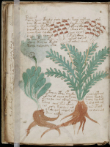 Image of The Voynich Book has baffled readers for centuries. 