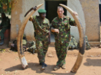 Image of Enforcement officials pose with seized ivory. 