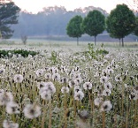 Image of A Field of Dandelions.