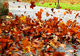 Image of Like swirling leaves, we get caught up in our own frustrations.