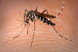 Image of Malaria, transmitted by mosquitoes, kills one child every minute. 