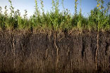 Image of The soil beneath our feet may contain more carbon than previously estimated, increasing the impact of human activity on climate change, 