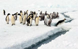 Image of Penguins are not the only creatures to be impacted by climate change. Our entire civilization is endangered. 