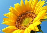 Image of Sunflowers are a gift from.
