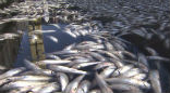 Image of The mass of dead fish was great for the pelicans, but bad for most everyone else. 